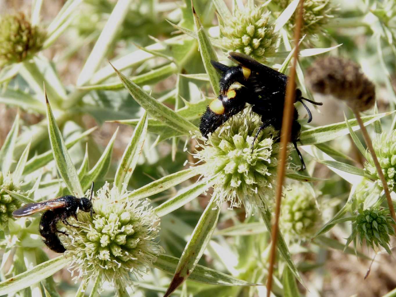 Scolia sexmaculata